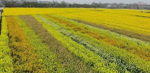 彩色油菜花 農(nóng)業(yè)創(chuàng)新還是無謂之舉？