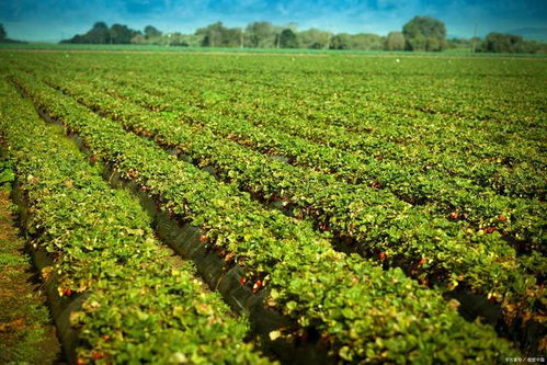 水溶肥效果好的原因是什么？解析農業種植中的高效施肥策略