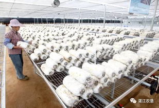 靈秀田園，靈芝采摘 現(xiàn)代農(nóng)業(yè)培育的詩(shī)意棲居