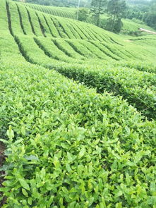 無錫名產(chǎn)佳作 國(guó)家地理標(biāo)志的雙子星——水蜜桃與惠山泥人