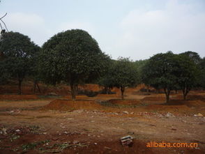 20公分精品移栽桂花市場(chǎng)指南 價(jià)格、廠商與種植服務(wù)