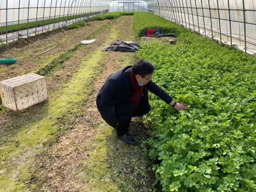 實(shí)地走訪察實(shí)情 保障供給穩(wěn)民生——區(qū)農(nóng)業(yè)農(nóng)村委深入一線調(diào)研疫情期間蔬菜生產(chǎn)加工