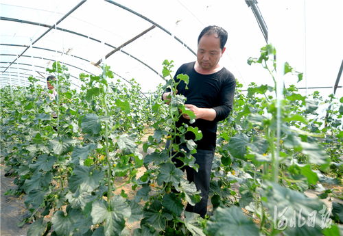 河北南和 特色種植鋪就致富路，精準(zhǔn)培育賦能新農(nóng)業(yè)