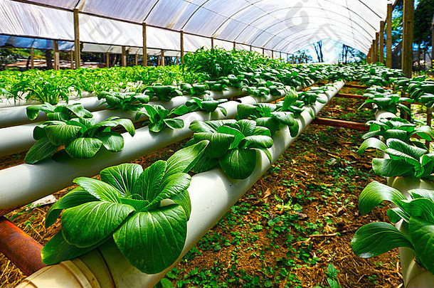 綠色科技，豐饒未來(lái)——農(nóng)業(yè)產(chǎn)品種植技術(shù)公司畫(huà)冊(cè)封面模板