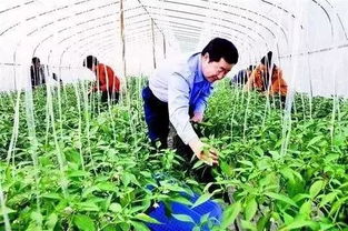 警惕！這6類合作社不僅拿不到補貼，還可能面臨被取締風險