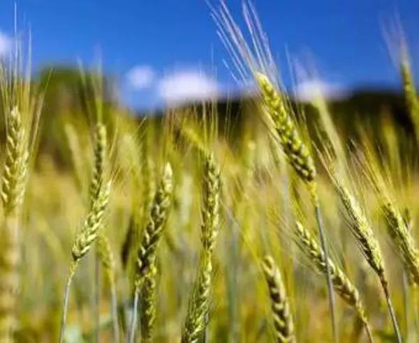 農業種植補貼的五類核心政策，你必須了解！