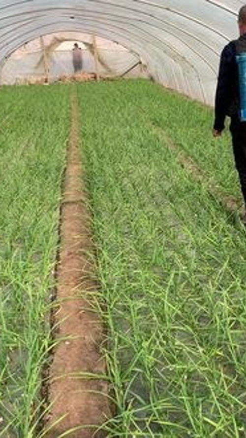 堿性農藥與農業種植技術 種地人如何科學選擇與應用